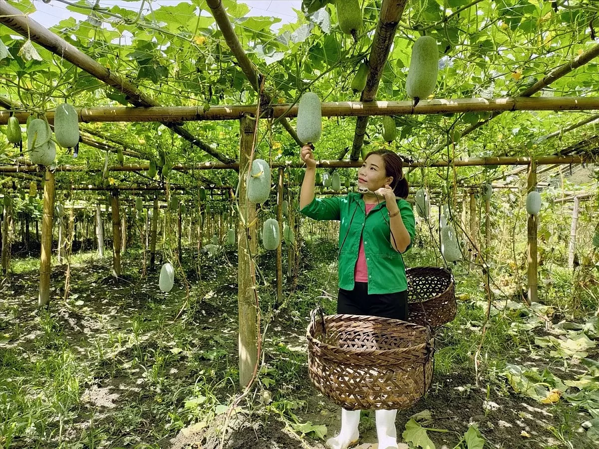 Bí xanh thơm, rượu men lá Bắc Kạn và hành trình thoát kiếp ‘hàng thô’ Bí xanh thơm, rượu men lá Bắc Kạn và hành trình thoát kiếp ‘hàng thô’