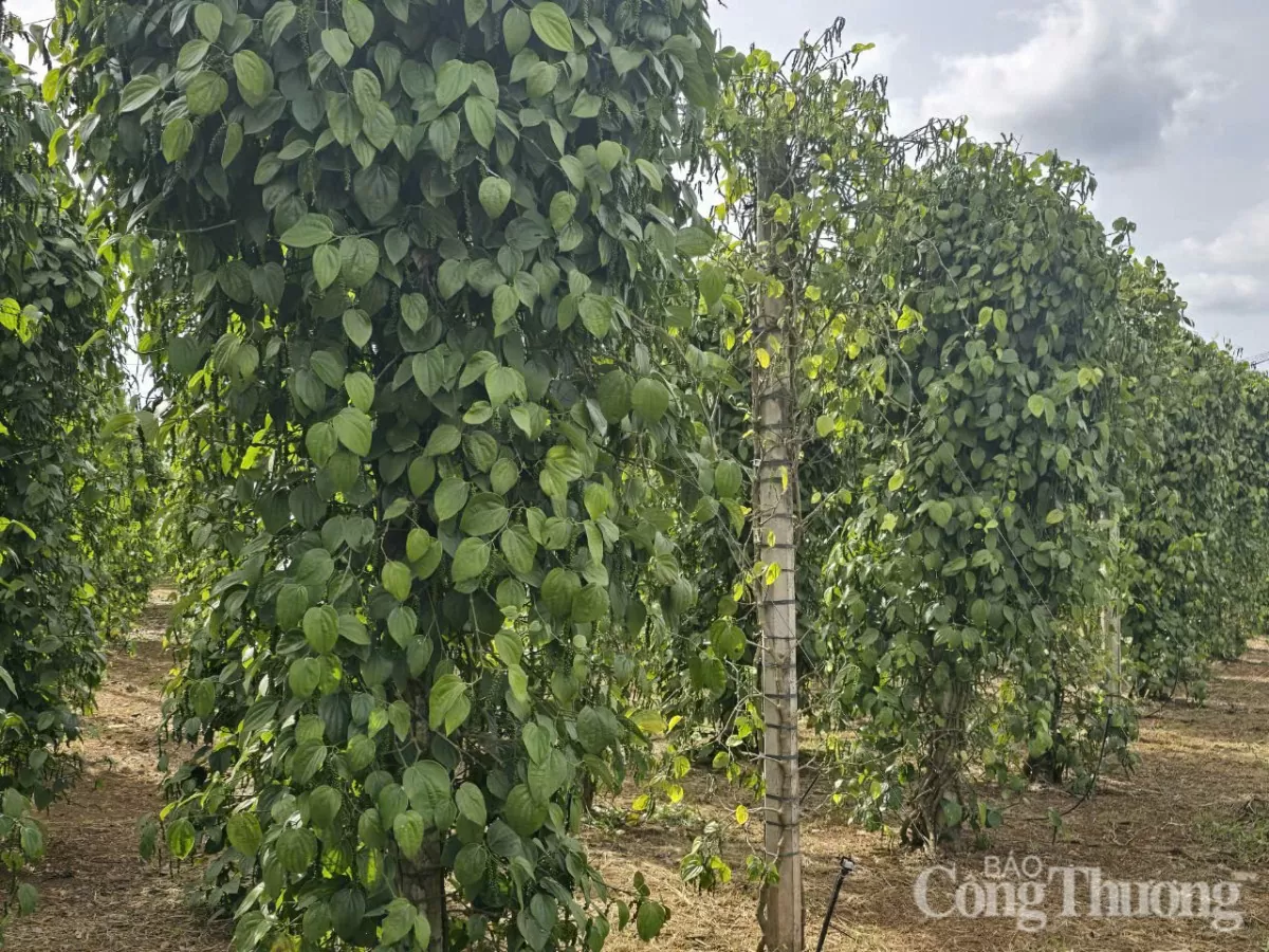 Giá tiêu hôm nay 2/6/2025: thị trường đi ngang