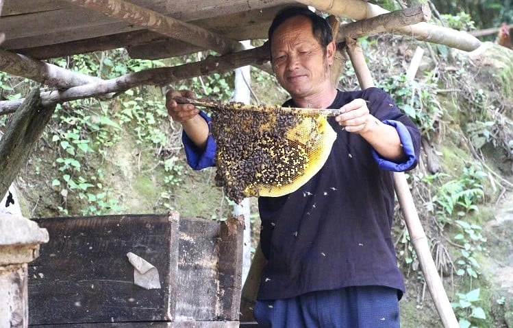 Ông Giàng A Phềnh kiểm tra chất lượng mật ong. Ảnh: Thanh Tiến