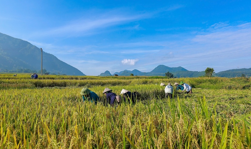 Người dân xã Hua Nà thu hoạch lúa séng cù. Ảnh: Đinh Đông