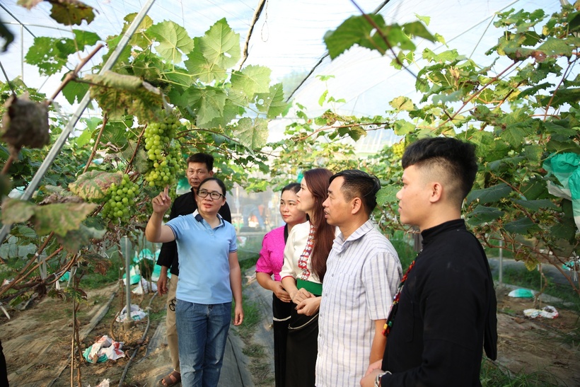 Mô hình trồng nho trong nhà màng tại xã Hua Nà. Ảnh: Đinh Đông