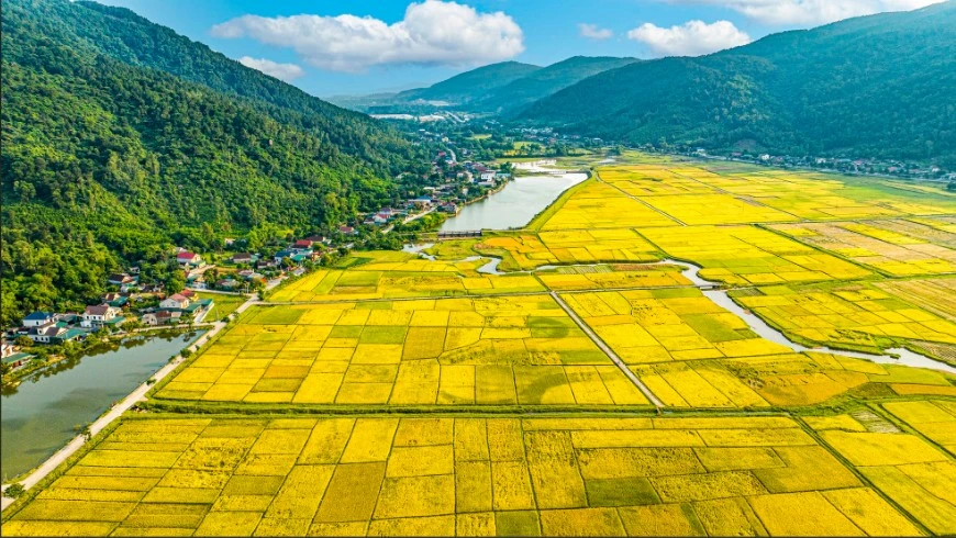 Đứng giữa biển lúa vàng với niềm hân hoan. Ảnh minh họa: Cafebiz.vn.