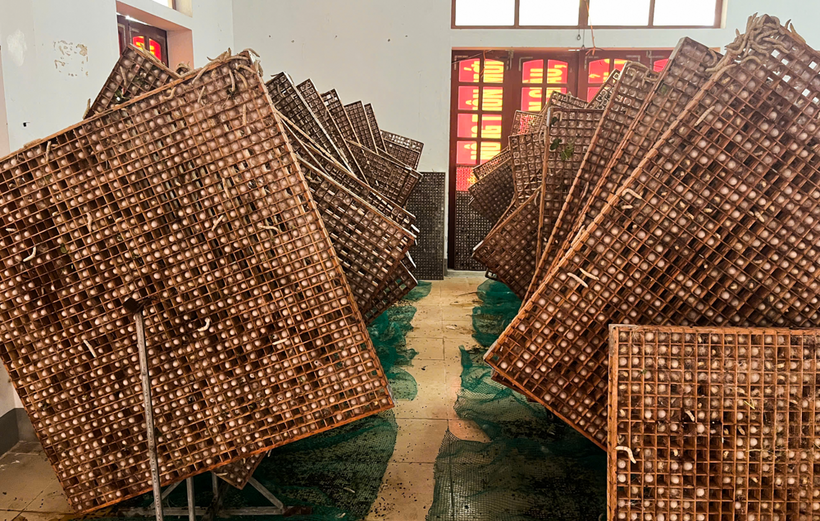 Trong phòng điều hòa, tỷ lệ sống của tằm đến khi vào kén lên đến 95%