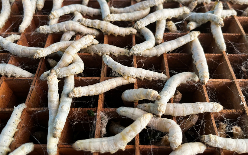 Những con tằm phát triển tốt, cho ra kén chất lượng khi nuôi trong phòng điều hòa