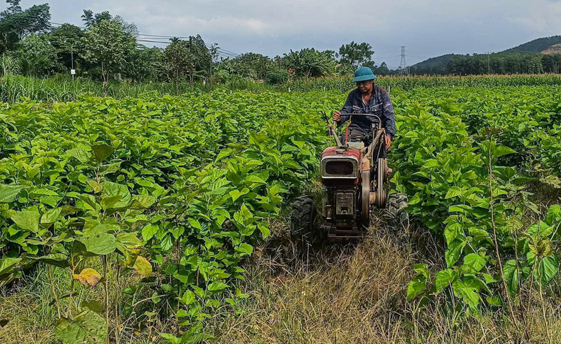 Cây dâu - nguồn thức ăn cho tằm phát triển tốt trên các huyện miền núi Hà Tĩnh
