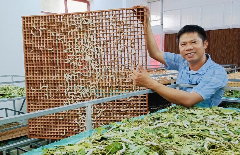 Mô hình nuôi tằm trong phòng lạnh giúp nông dân Hà Tĩnh tăng sản lượng gấp 3 lần