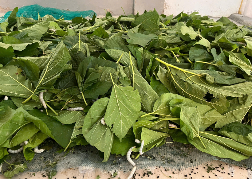 Mô hình nuôi tằm trong phòng điều hoà đã có thành công, mở ra hướng đi mới, mang lại hiệu quả rõ rệt cho người nông dân