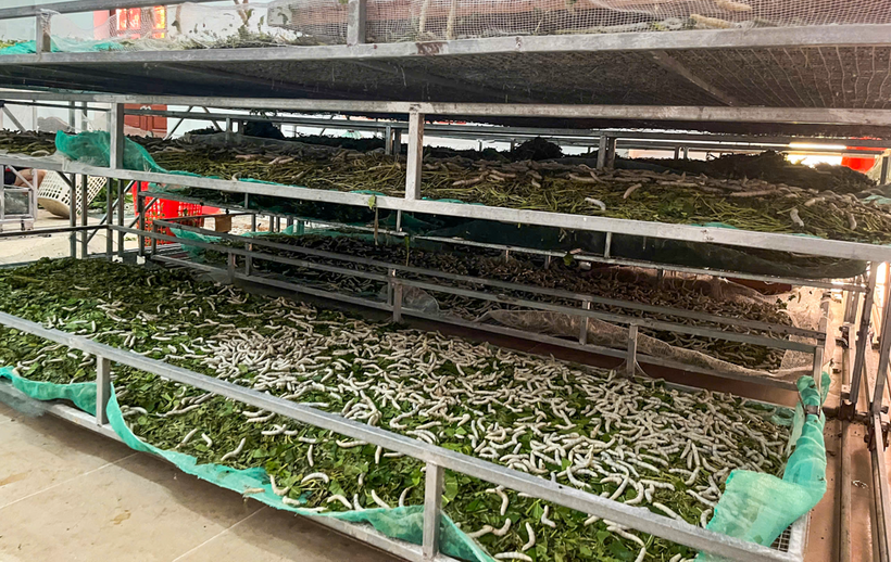 Mặc dù chi phí đầu tư ban đầu cao, nhưng việc lắp đặt điều hòa nhiệt độ giúp giảm tỷ lệ tằm bị bệnh và năng suất kén tăng lên rõ rệt
