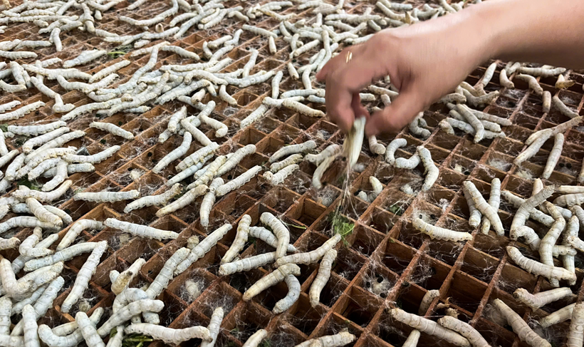 Cứ mỗi hộp tằm sau 15 ngày chăm sóc có thể cho 55-60kg kén, tăng 2-3 lần so với nuôi truyền thống