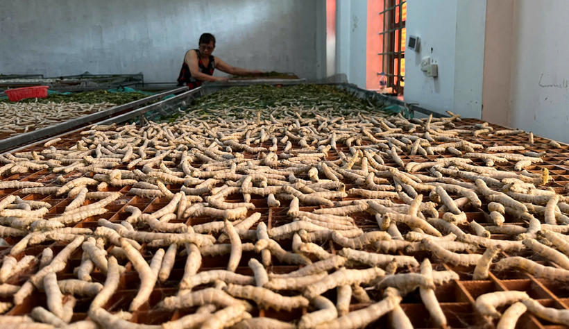 Nuôi tằm trong phòng lạnh giúp người dân dễ dàng kiểm soát nhiệt độ, điều chỉnh phù hợp theo từng lứa tuổi, giúp tằm phát triển tốt