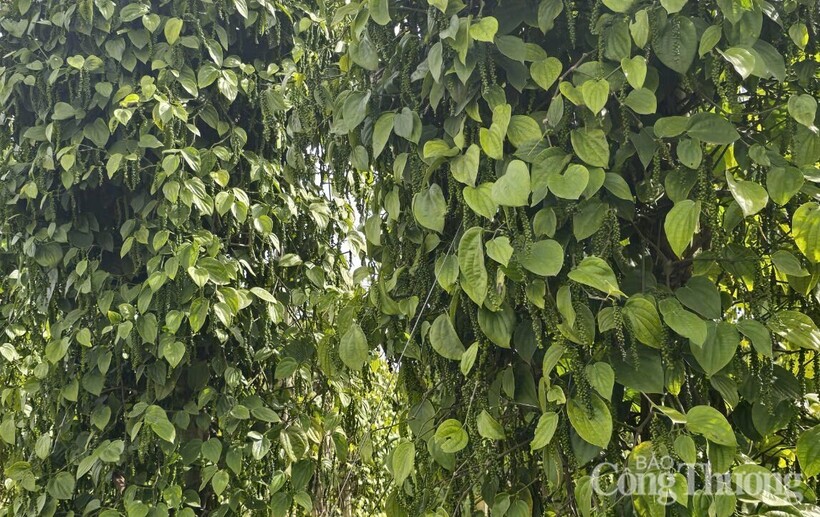 Cây hồ tiêu tại tỉnh Lâm Đồng