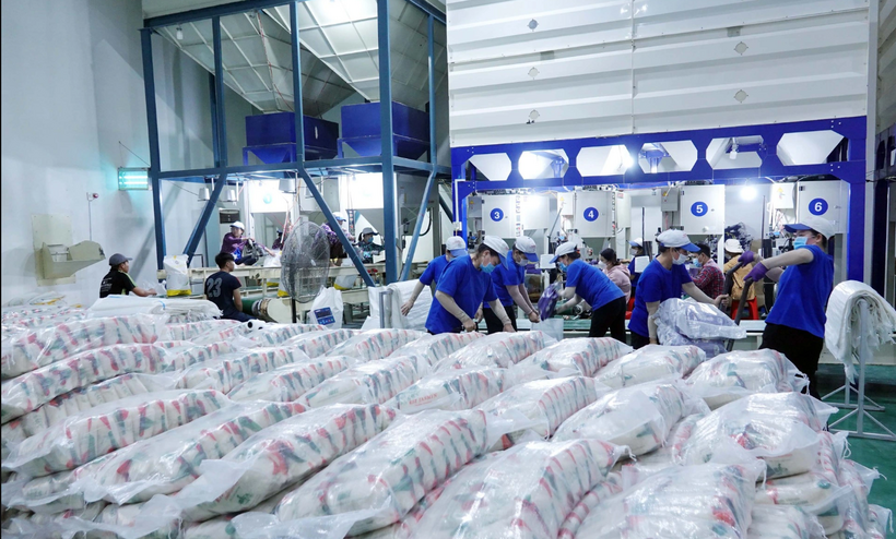 Sau 5 năm có hiệu lực, EVFTA đang mở ra xa lộ cho gạo Việt Nam xuất khẩu sang thị trường EU. Ảnh: Ngọc Quân