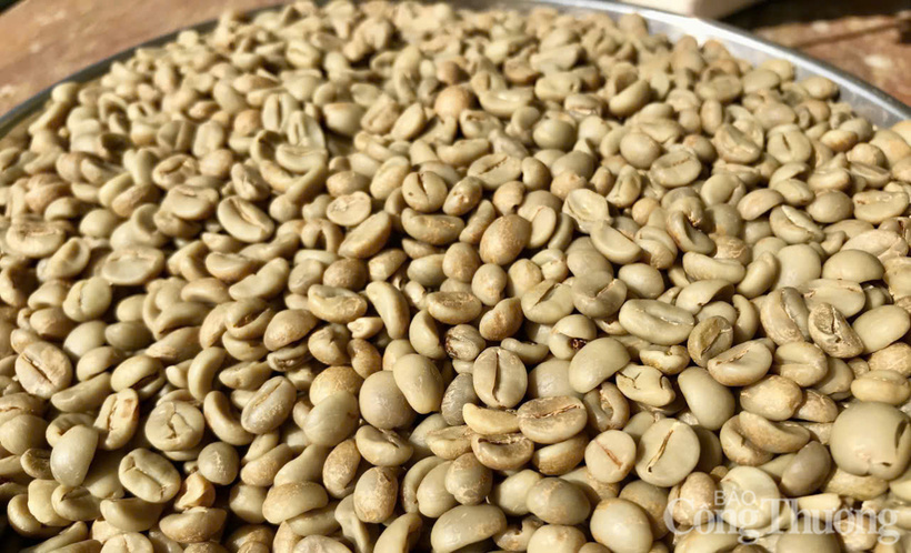 Giá cà phê Robusta lại ghi nhận mức tăng nhẹ gần 0,5% lên mức 3.677 USD/tấn.