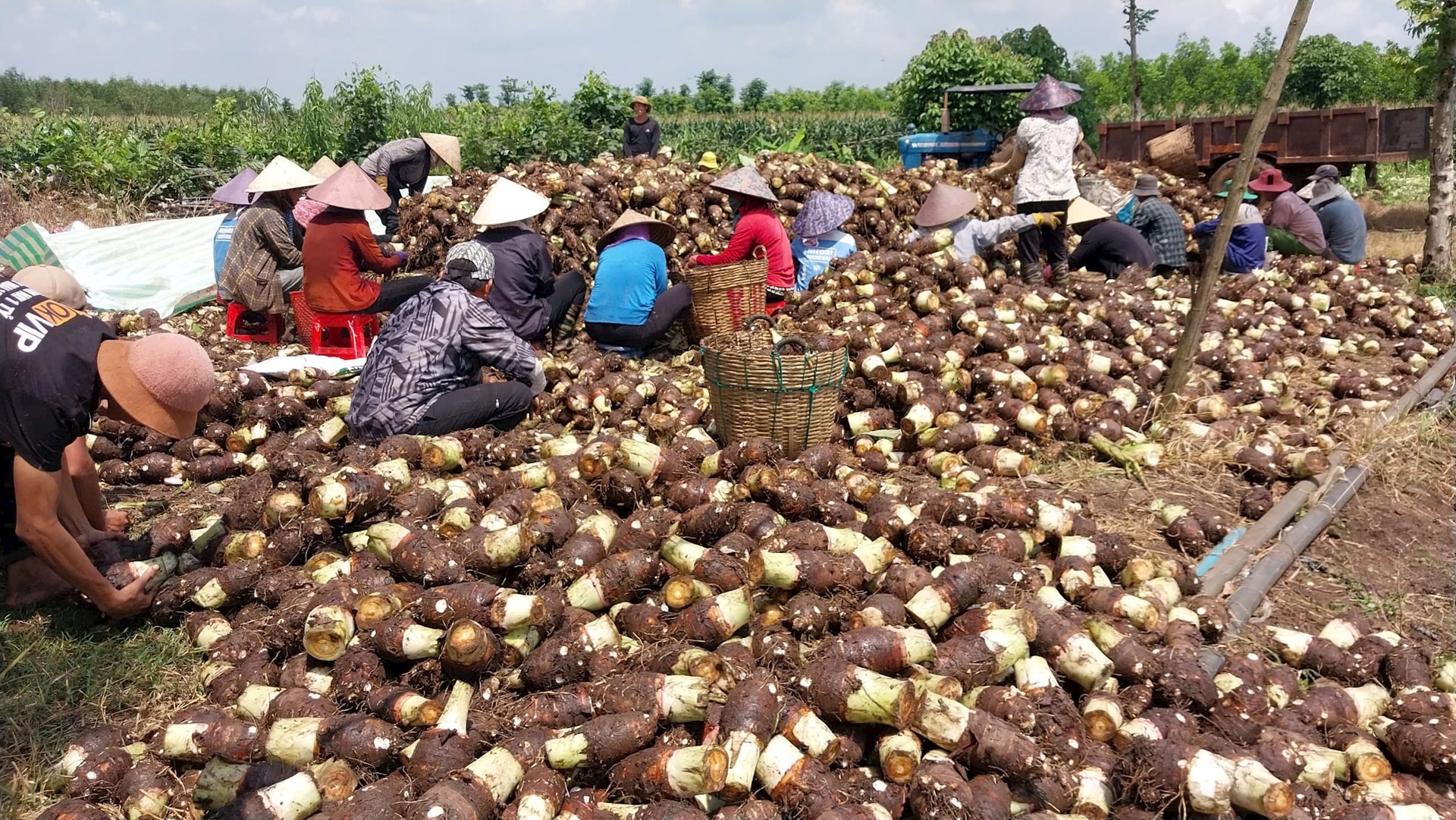 gen-h-THU HOACH KHOAI MON