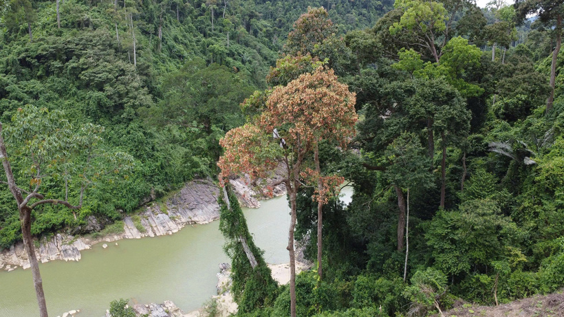 Cây ươi thường mọc thành từng quần thể, nhìn từ xa rất dễ nhận biết bằng mắt thường. Ảnh: Nguyễn Dương