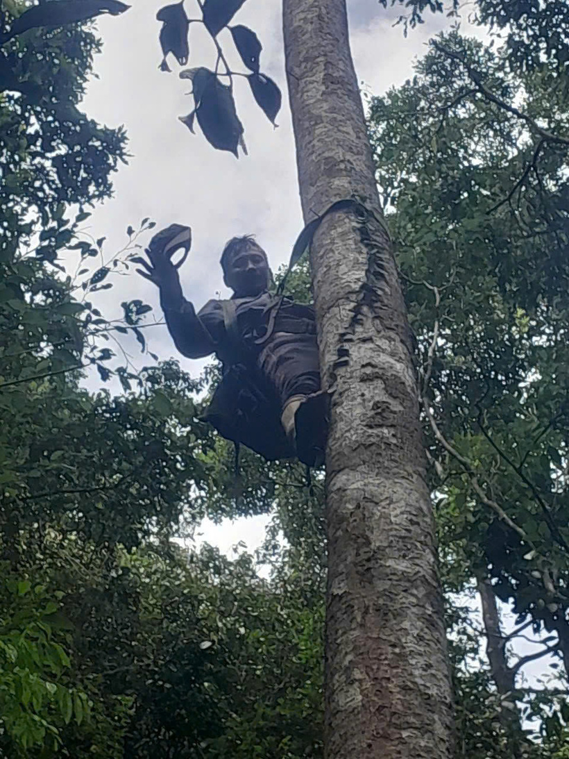 Nhiều người leo lên những gốc cây ươi cao hàng chục mét để rung cho hạt rơi xuống. Ảnh: Nguyễn Dương