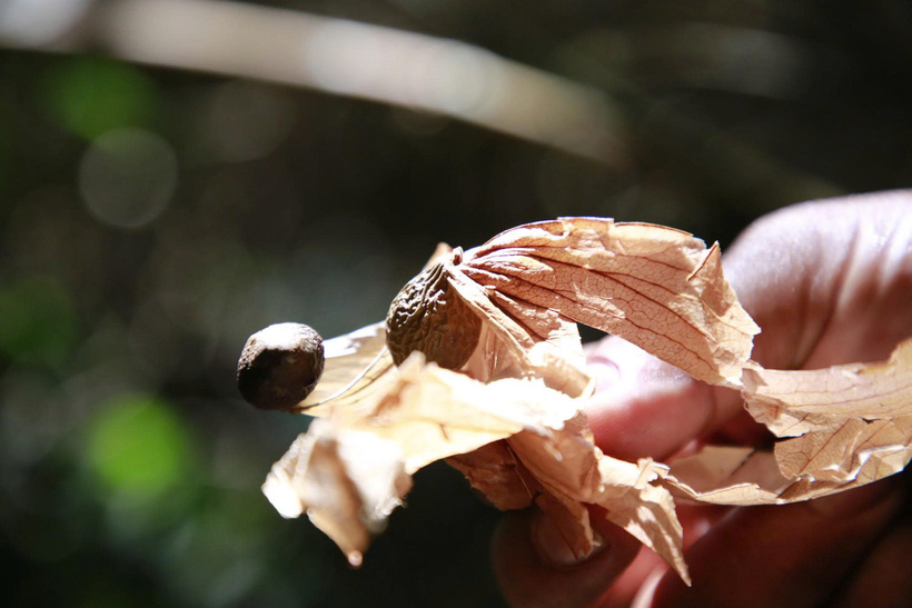 Hạt ươi khi chín khô sẽ có màu nâu sẫm. Mỗi khi có gió lớn sẽ rơi xuống, xoay tròn thành từng dòng rất đẹp mắt. Ảnh: Nguyễn Dương