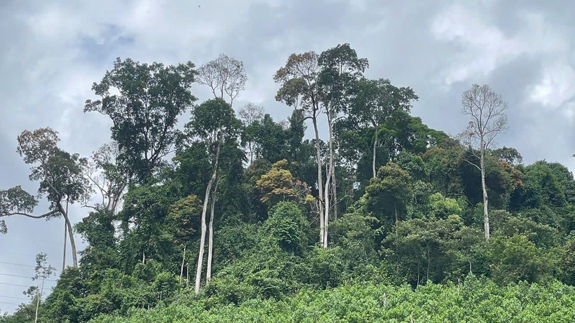 Một quần thể cây ươi. Ảnh: Nguyễn Dương