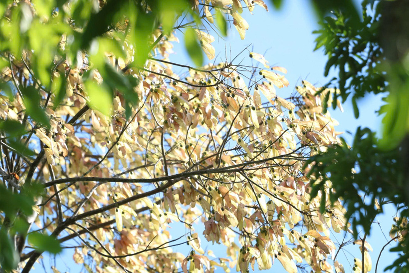 Những ngày đầu tháng 7, trong những cánh rừng già của miền núi TP. Đà Nẵng, cây ươi lại vàng rực cả một góc rừng. Ảnh: Nguyễn Dương