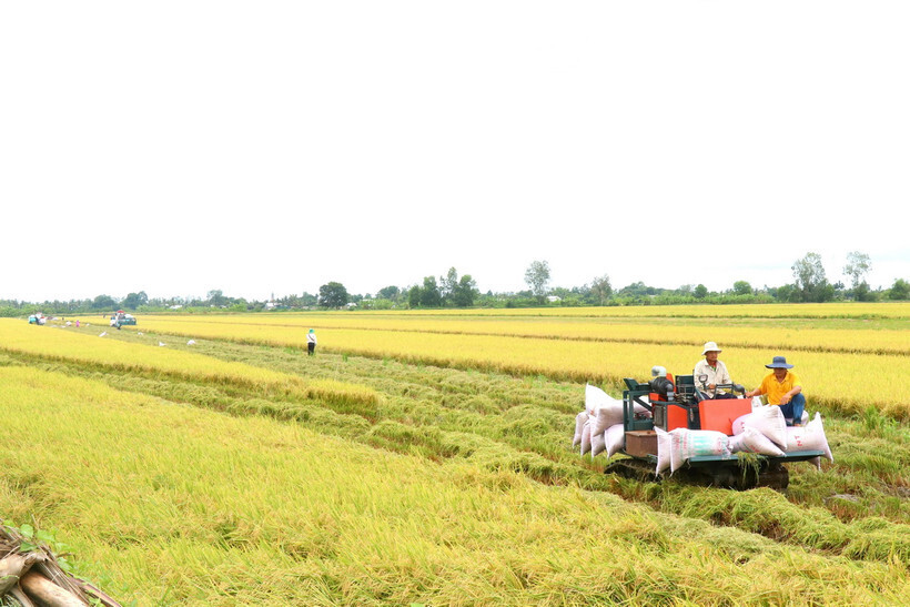 Mô hình sản xuất lúa chất lượng cao, phát thải thấp giúp người dân nâng cao năng suất và giảm chi phí sản xuất. Ảnh: Thu Hiền