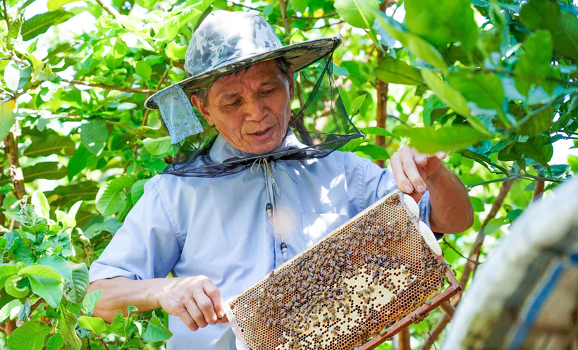Người dân miền núi Hà Tĩnh mạnh dạn tăng đàn, mở rộng quy mô để nâng cao thương hiệu mật ong. Ảnh: Phúc Sơn