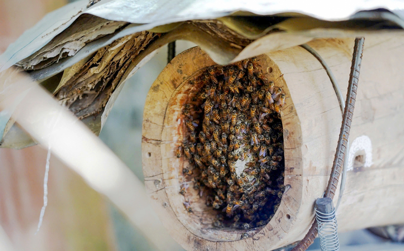 Loài ong bản địa sinh trưởng tốt tại các địa phương miền núi Hà Tĩnh. Ảnh: Phúc Sơn