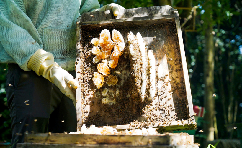 Mật ong tại miền núi Hà Tĩnh có chất lượng cao, hương vị đặc trưng mà ít nơi nào có được. Ảnh: Phúc Sơn