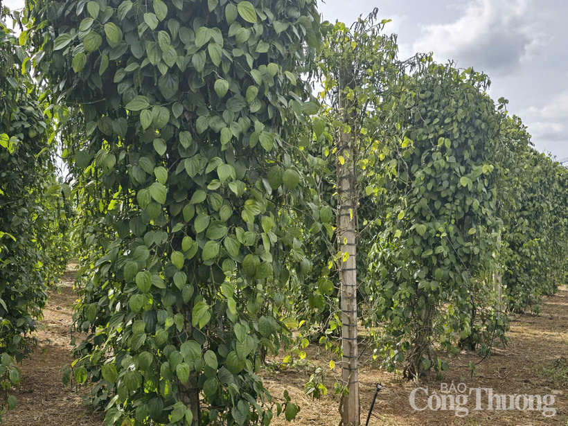 Những vườn tiêu được trồng ở tỉnh Lâm Đồng