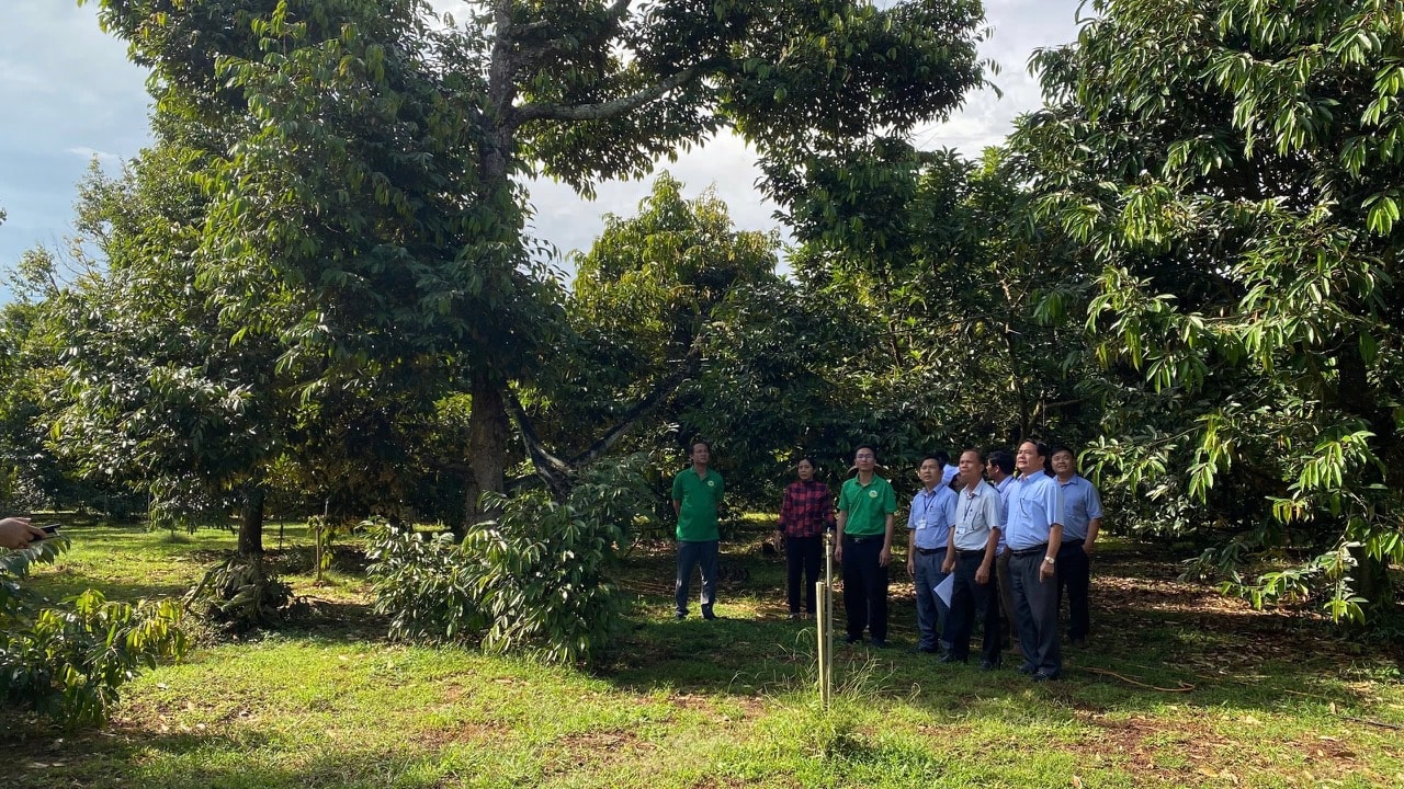 Mã vùng trồng sầu riêng xã Nam Dong, Cư Jut