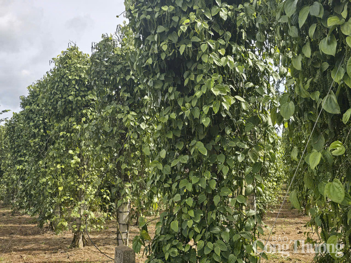 Những vườn tiêu xanh tốt được trồng ở Gia Lai