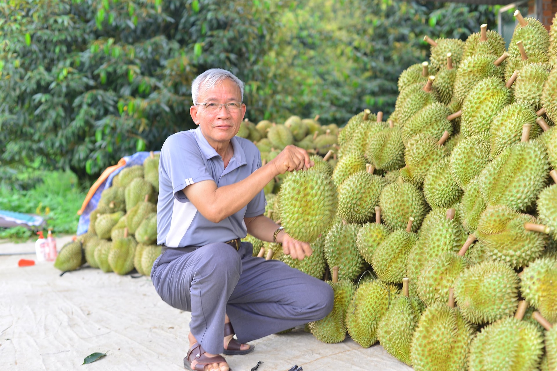 Lâm Đồng hiện là thủ phủ sầu riêng của cả nước.