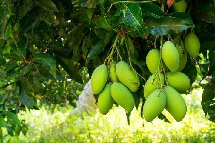 Đã đến lúc người nông dân không thể tiếp tục “đánh cược” mùa màng với may rủi thị trường. Ảnh: Minh họa