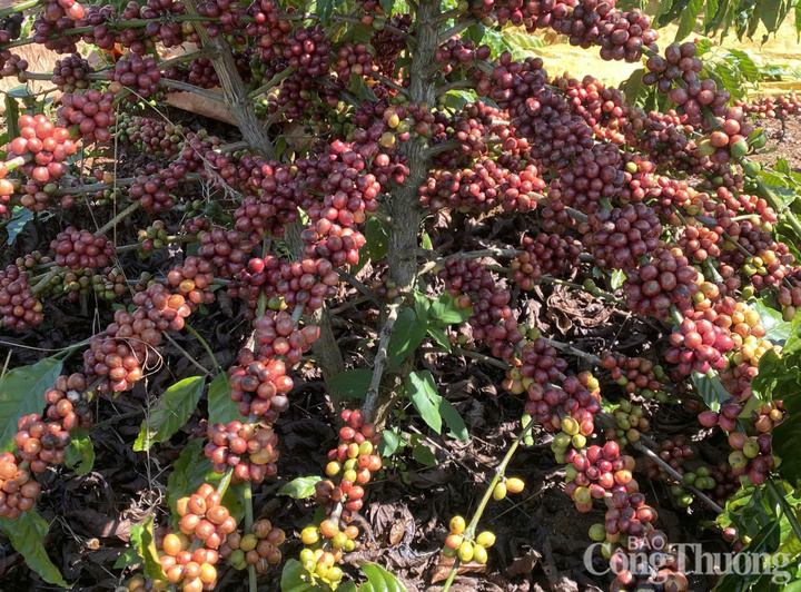 Những chùm cà phê chín mọng, đẹp mắt được trồng ở Đắk Lắk