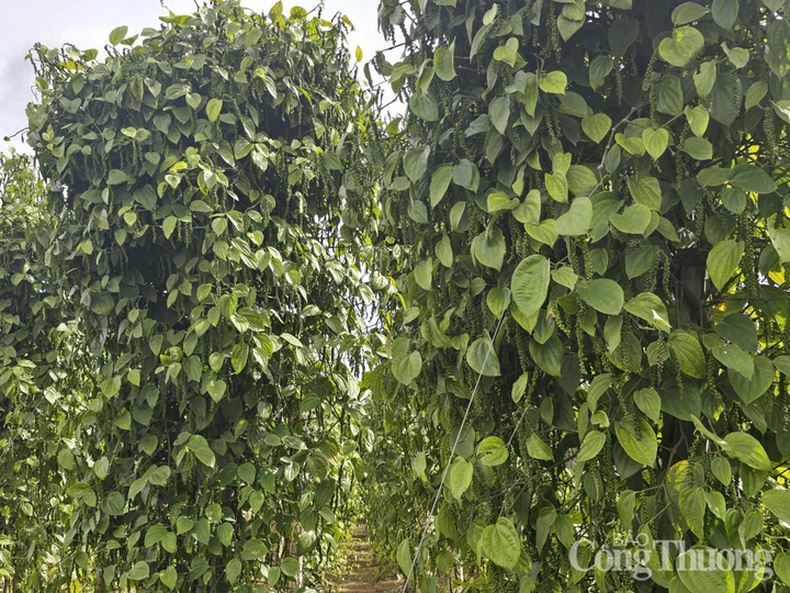 Những vườn tiêu xanh tốt được trồng ở Lâm Đồng