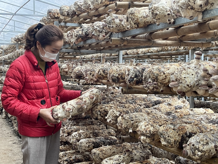 Hợp tác xã nông nghiệp Yên Công được hỗ trợ hệ thống kho lạnh bảo quản nấm hương từ nguồn khuyến công địa phương. Ảnh: Tiến Mạnh