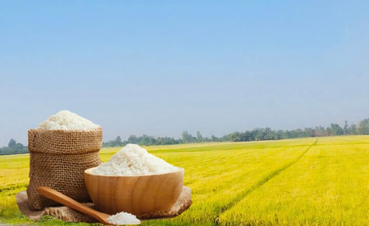 Giá lúa gạo hôm nay ngày 23/7: Gạo xuất khẩu tiếp đà tăng nhẹ, lúa tươi vững giá. Ảnh: Thanh Minh.