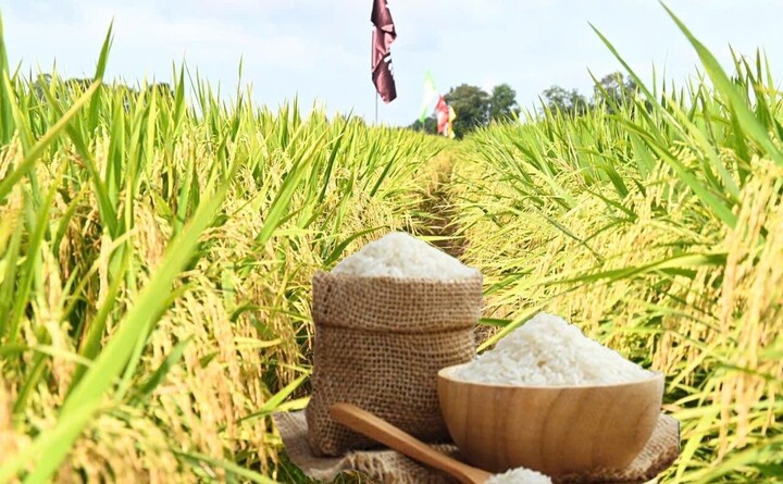 Giá lúa gạo hôm nay ngày 24/7: Gạo nguyên liệu xuất khẩu tiếp đà tăng, lúa tươi vững giá. Thanh Minh.