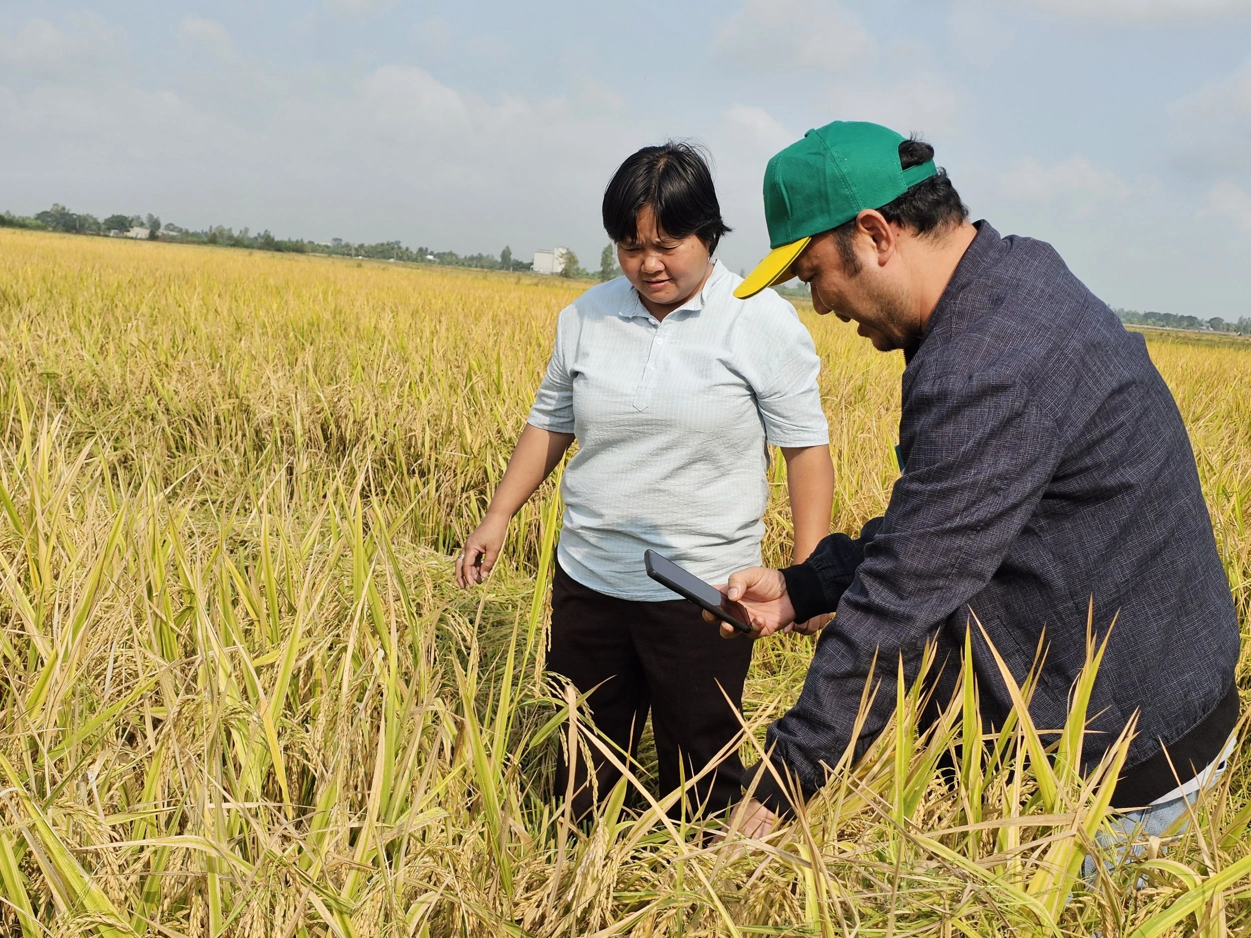 Nhân rộng mô hình canh tác lúa chất lượng cao và phát thải thấp