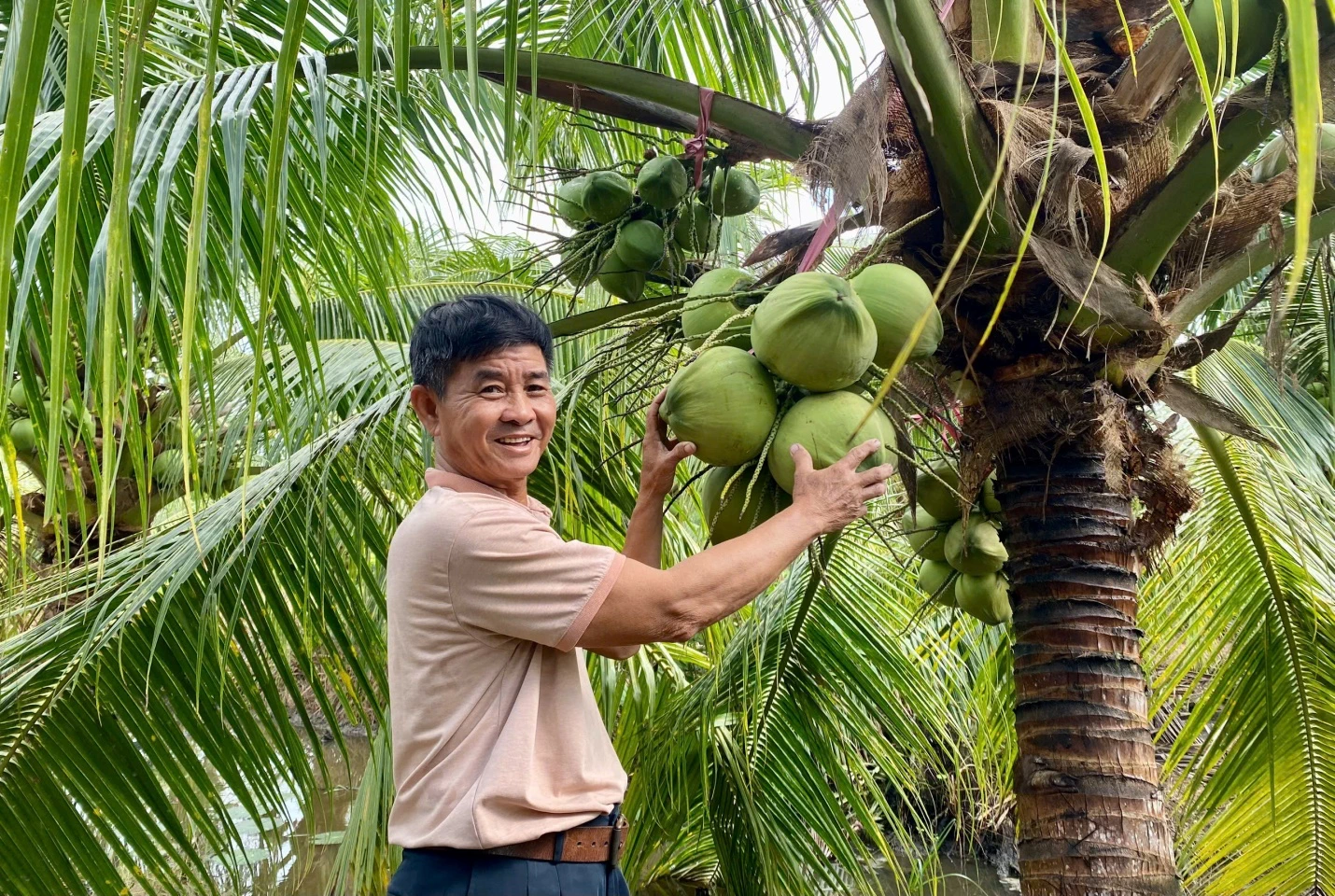 Trồng dừa sáp trên đất phèn mang lại kết quả bất ngờ