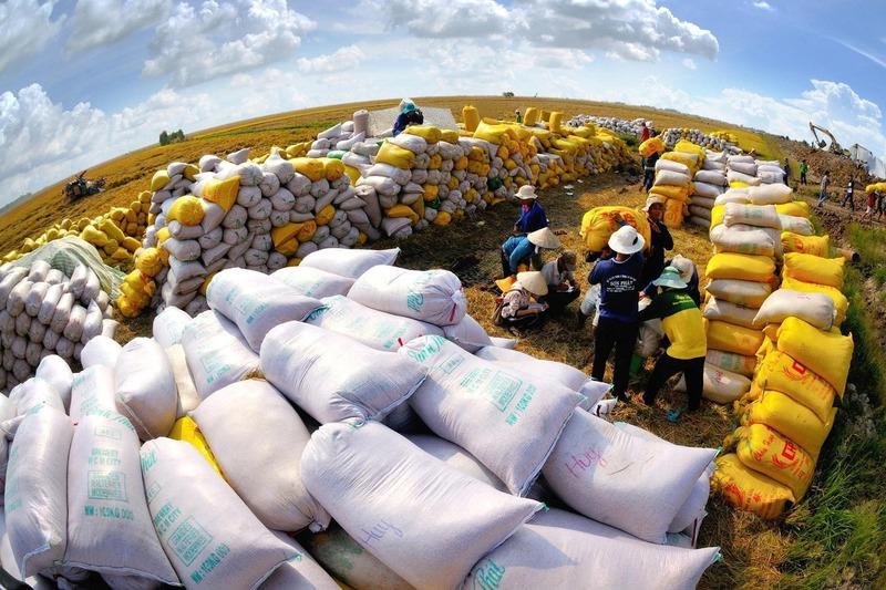 Việc thúc đẩy ký kết các Hiệp định và Biên bản ghi nhớ về Thương mại gạo là chiến lược quan trọng giúp Việt Nam mở rộng đầu ra, nâng cao thu nhập cho nông dân. Ảnh: Minh họa