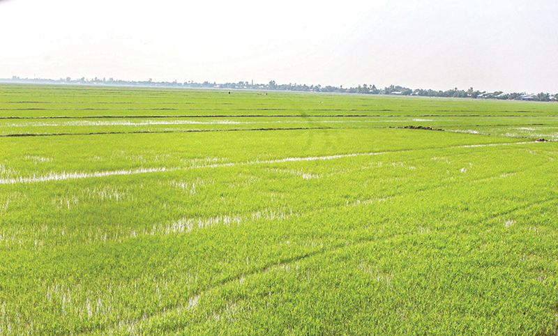 Tập trung đảm bảo hiệu quả sản xuất các vụ lúa