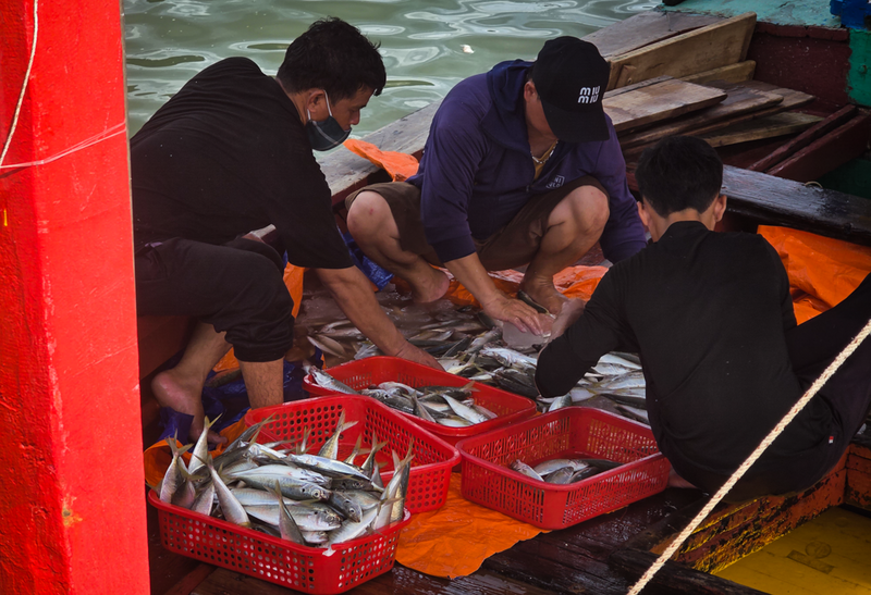 Những con tàu đầy ắp hải sản cập bờ sau đêm dài rẽ sóng