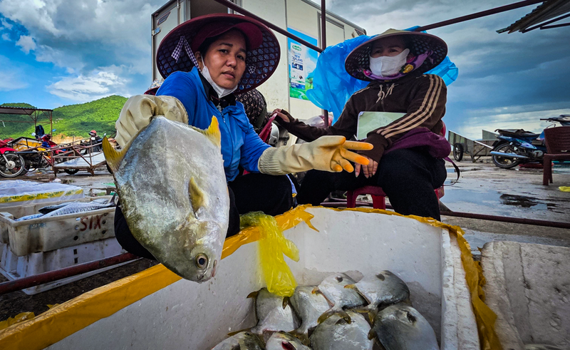 Hàng tấn cá chim biển được ngư dân đánh bắt sau ngày dài biển động