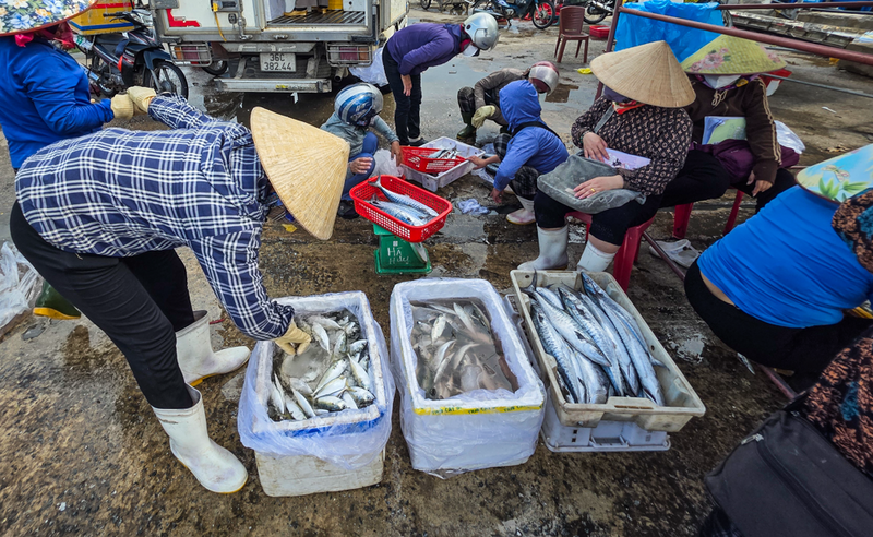 Không khí trên các bến cảng trở nên vô cùng náo nhiệt và sôi động hơn bao giờ hết