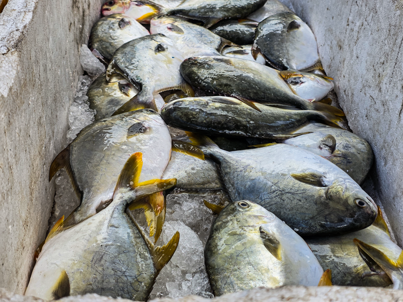 Hải sản tươi rói nhanh chóng được phân loại, đóng thùng xốp cùng đá lạnh