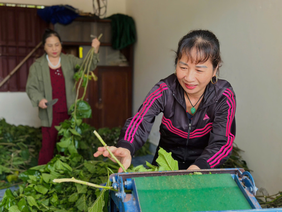Mô hình đưa lại thu nhập khoảng 500 triệu/năm và tạo sinh kế cho nhiều lao động. nuoi-tam-phong-lanh-hatinh-3.jpg