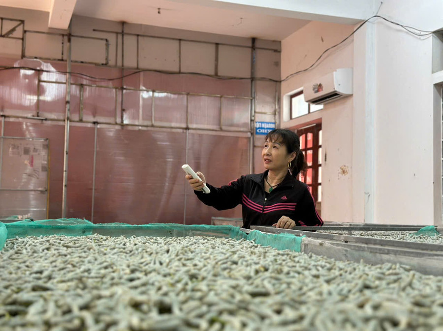 Mô hình nuôi tằm phòng lạnh tại xã Sơn Giang (Hà Tĩnh).