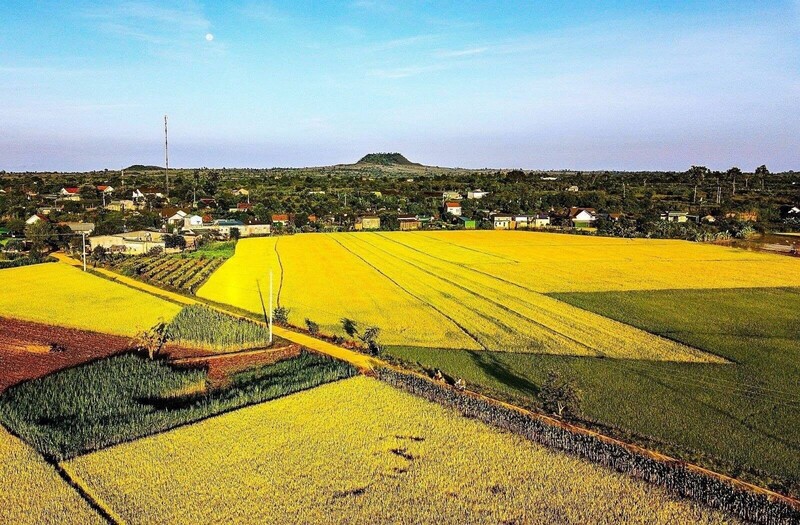 Hạt gạo giúp cải thiện thu nhập của bà con, đặc biệt là bà con đồng bào dân tộc thiểu số địa phương