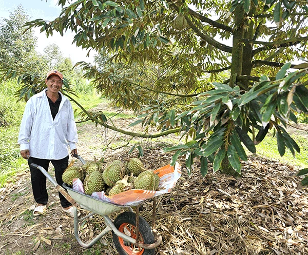 9.383 héc-ta cây ăn trái đã được cấp mã số vùng trồng