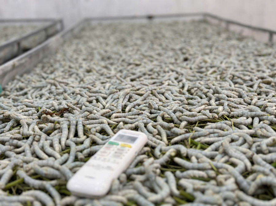 Mỗi lứa tằm có thể mang lại thu nhập khoảng 14 – 16 triệu đồng. z6789395555273-007dc23cbcb26b692cfe10654a16ecf6.jpg